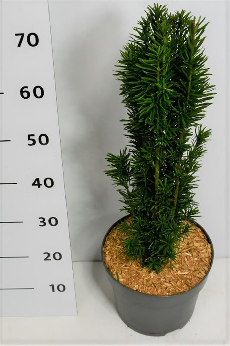 Taxus b. 'Fastigiata Robusta' - C7.5 50-60 CM